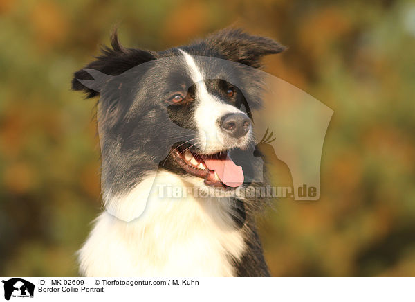 Border Collie Portrait / MK-02609