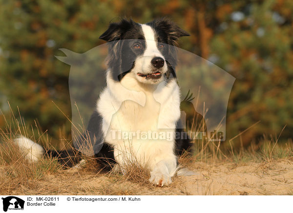 Border Collie / MK-02611