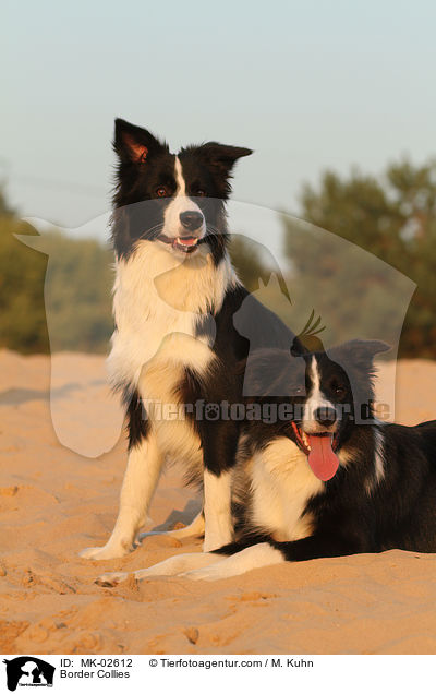 Border Collies / MK-02612