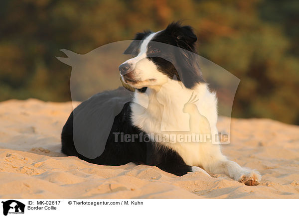 Border Collie / MK-02617