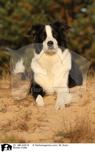 Border Collie / MK-02618