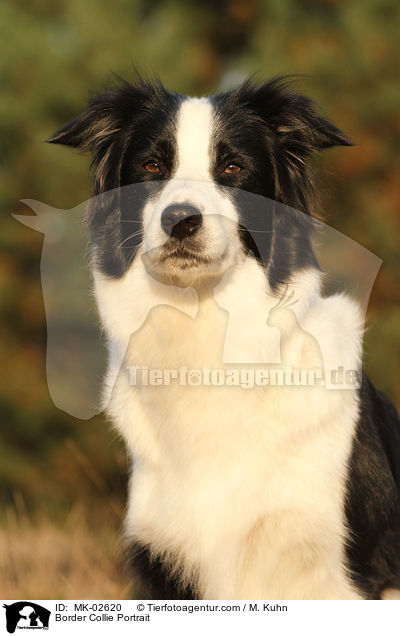 Border Collie Portrait / MK-02620