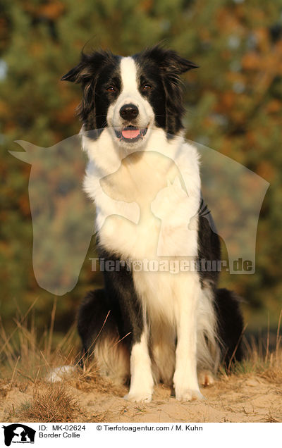 Border Collie / MK-02624