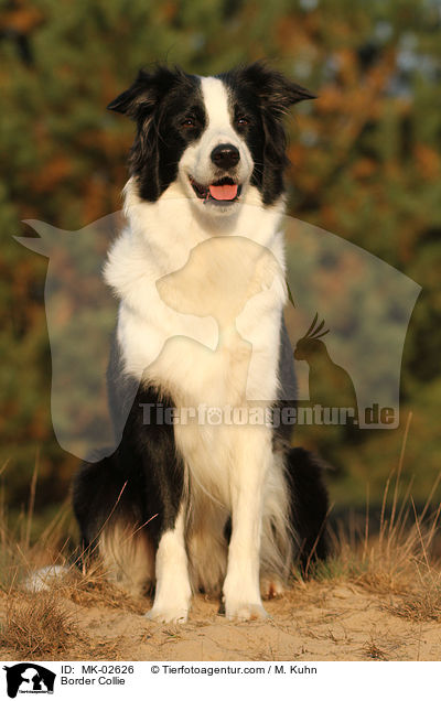 Border Collie / MK-02626