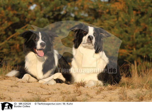 Border Collies / MK-02628