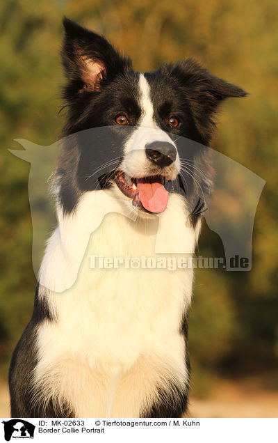 Border Collie Portrait / MK-02633