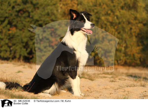 Border Collie / MK-02636
