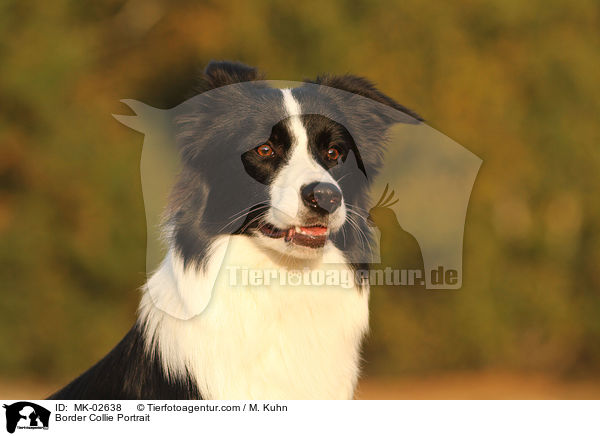 Border Collie Portrait / MK-02638