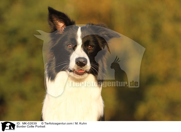 Border Collie Portrait / MK-02639
