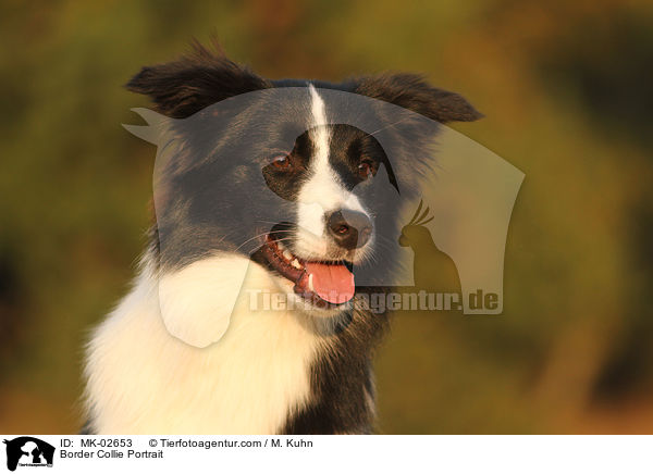 Border Collie Portrait / MK-02653