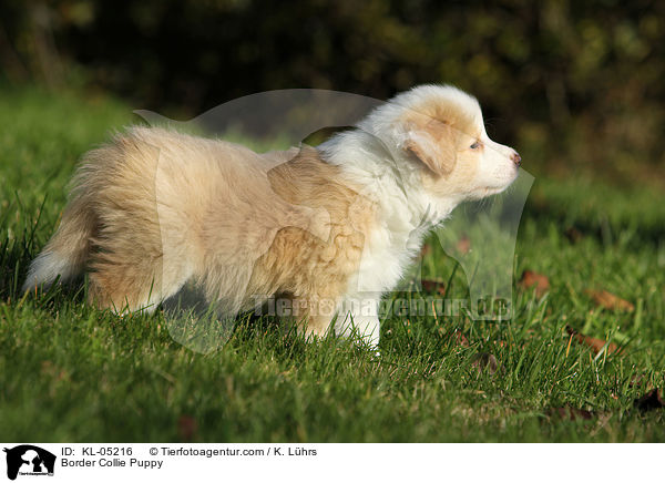 Border Collie Welpe / Border Collie Puppy / KL-05216
