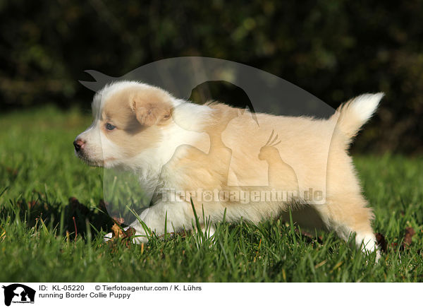 running Border Collie Puppy / KL-05220