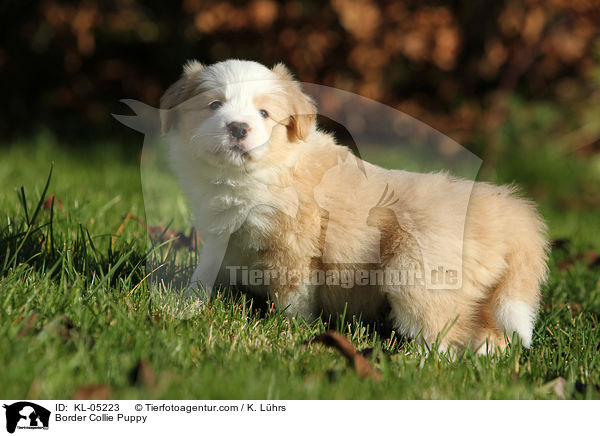 Border Collie Welpe / Border Collie Puppy / KL-05223