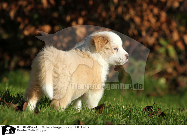 Border Collie Welpe / Border Collie Puppy / KL-05224