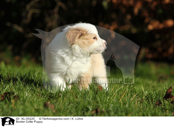 Border Collie Welpe / Border Collie Puppy / KL-05225