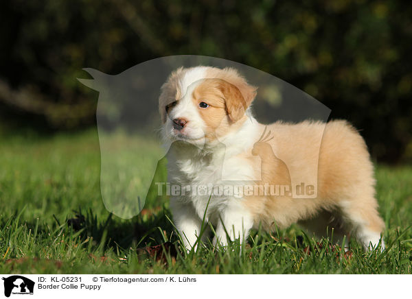 Border Collie Welpe / Border Collie Puppy / KL-05231