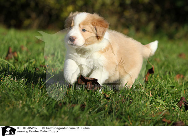 rennender Border Collie Welpe / running Border Collie Puppy / KL-05232