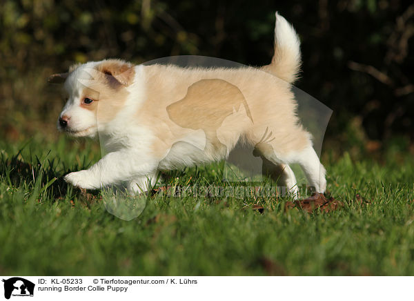 rennender Border Collie Welpe / running Border Collie Puppy / KL-05233