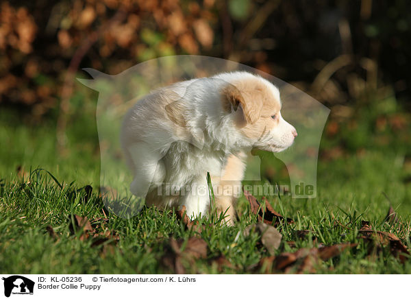 Border Collie Welpe / Border Collie Puppy / KL-05236