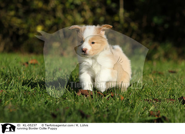rennender Border Collie Welpe / running Border Collie Puppy / KL-05237