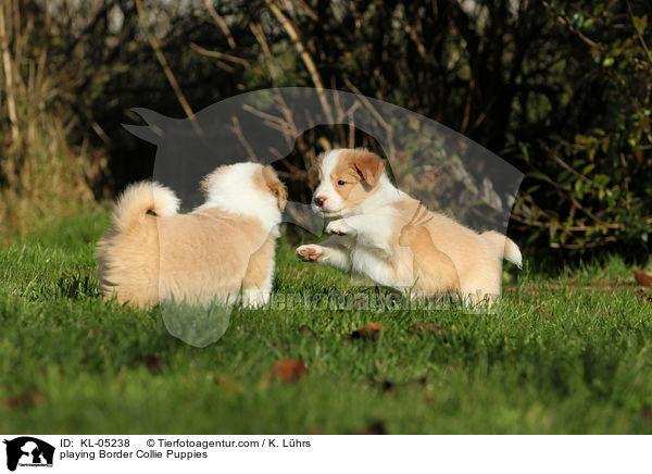 spielende Border Collie Welpen / playing Border Collie Puppies / KL-05238