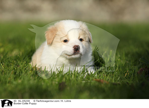 Border Collie Puppy / KL-05239