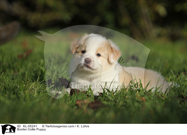 Border Collie Puppy / KL-05241