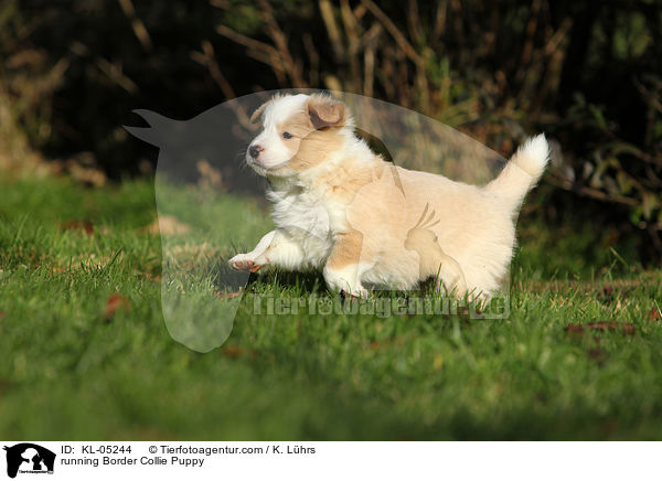 rennender Border Collie Welpe / running Border Collie Puppy / KL-05244