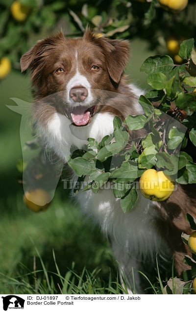 Border Collie Portrait / DJ-01897