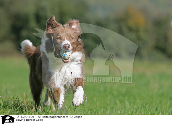 playing Border Collie / DJ-01906