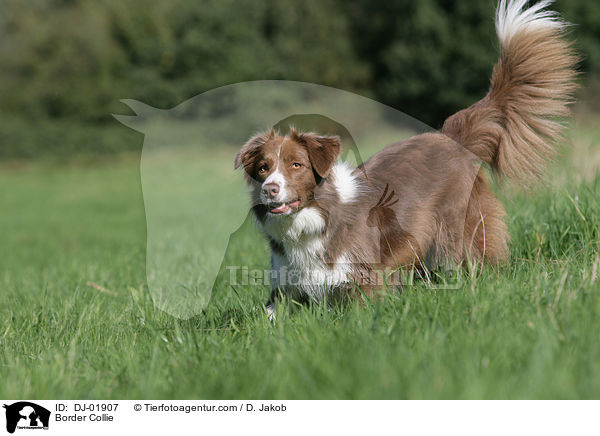 Border Collie / DJ-01907