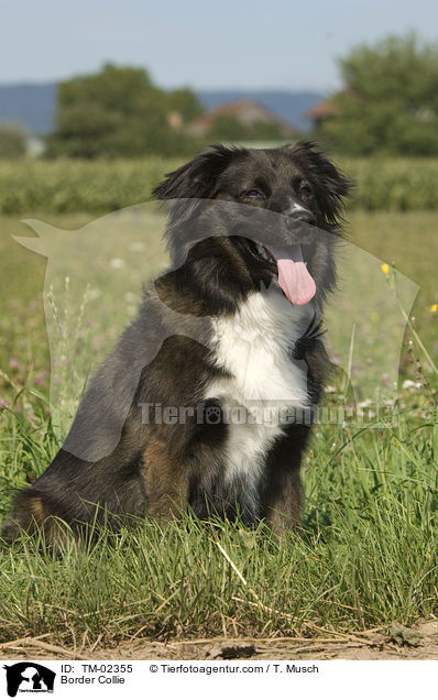 Border Collie / TM-02355