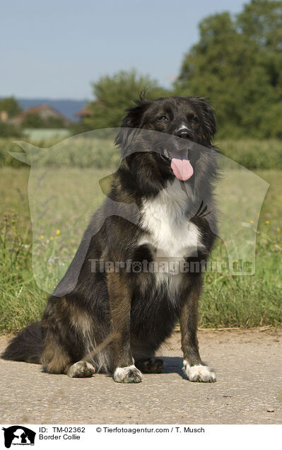 Border Collie / TM-02362