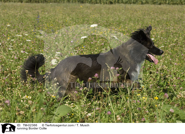 running Border Collie / TM-02366