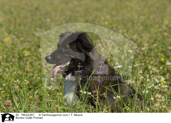 Border Collie Portrait / TM-02367