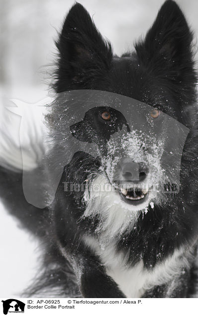 Border Collie Portrait / AP-06925