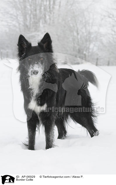 Border Collie / AP-06929