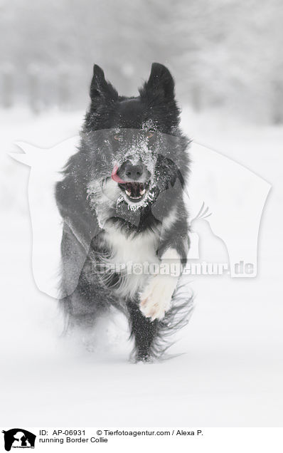 running Border Collie / AP-06931