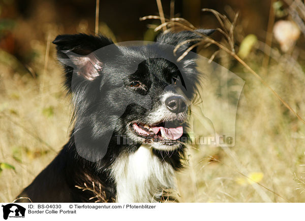 Border Collie Portrait / Border Collie Portrait / BS-04030