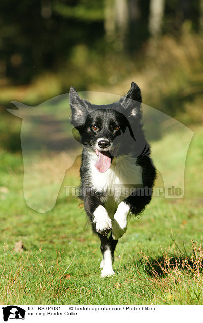 running Border Collie / BS-04031