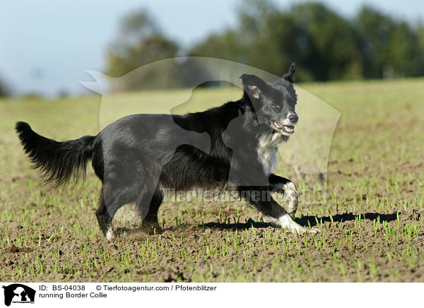 running Border Collie / BS-04038