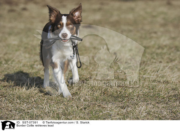 Border Collie retrieves lead / SST-07391