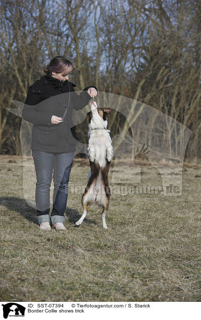 Border Collie shows trick / SST-07394