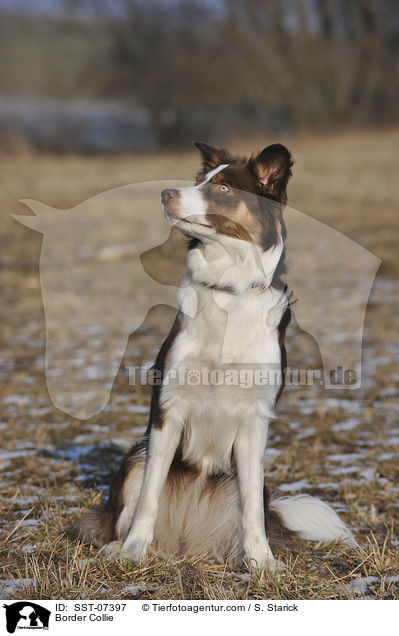 Border Collie / SST-07397