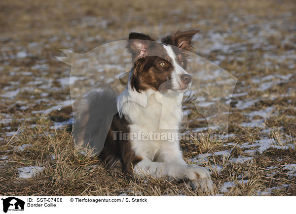 Border Collie / SST-07408