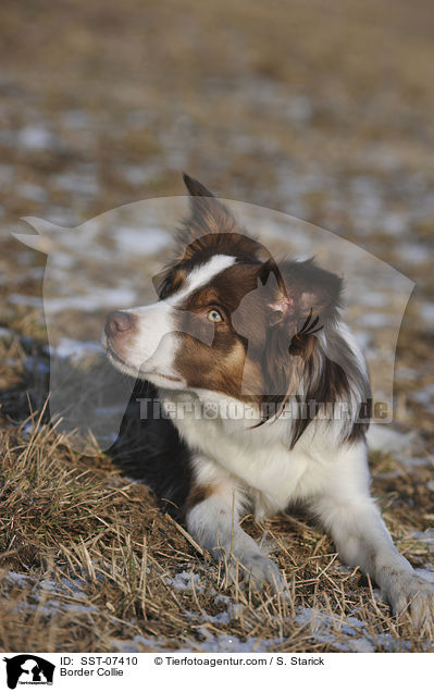 Border Collie / SST-07410