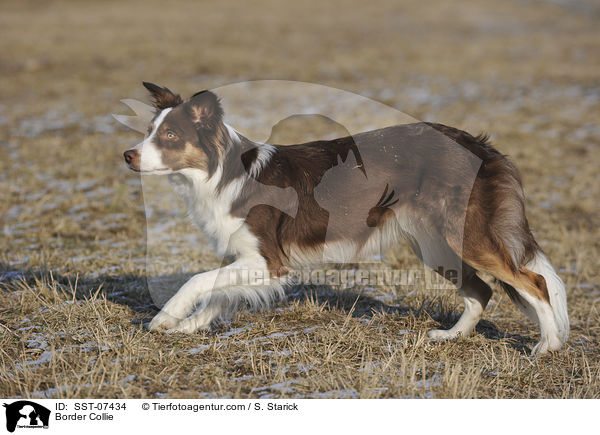 Border Collie / SST-07434