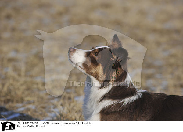 Border Collie Portrait / SST-07435