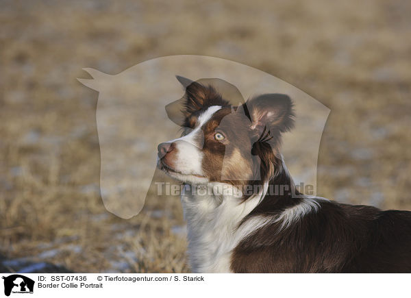 Border Collie Portrait / SST-07436