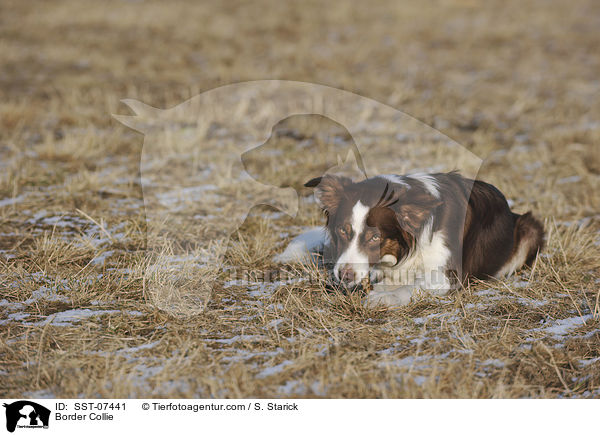 Border Collie / SST-07441